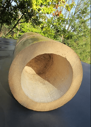Image d'une section d'un bambou de gros diamètre en vue de coupe.